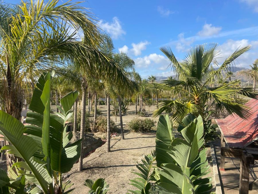 Project met groot potentieel op slechts een paar minuten van het strand van Caleta de Velez